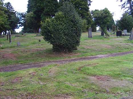 Image Robert Jones and Hannah (nee Fryer) are buried at Christchurch Cemetery, Newport.<br>The tree in the foreground marks the spot. © Gillian Evans.